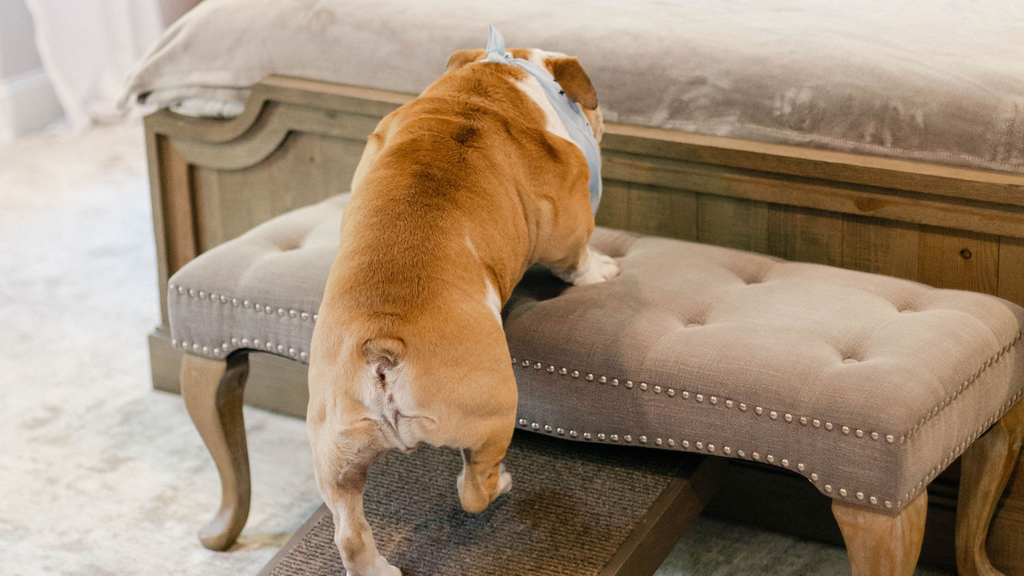 Adjustable Dog Ramps for Large Breeds, Bulldogs, Huskies and More | Made in Lancaster, Pa